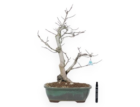 Bonsai di magnolia da 65 cm | Vaso rettangolare verde