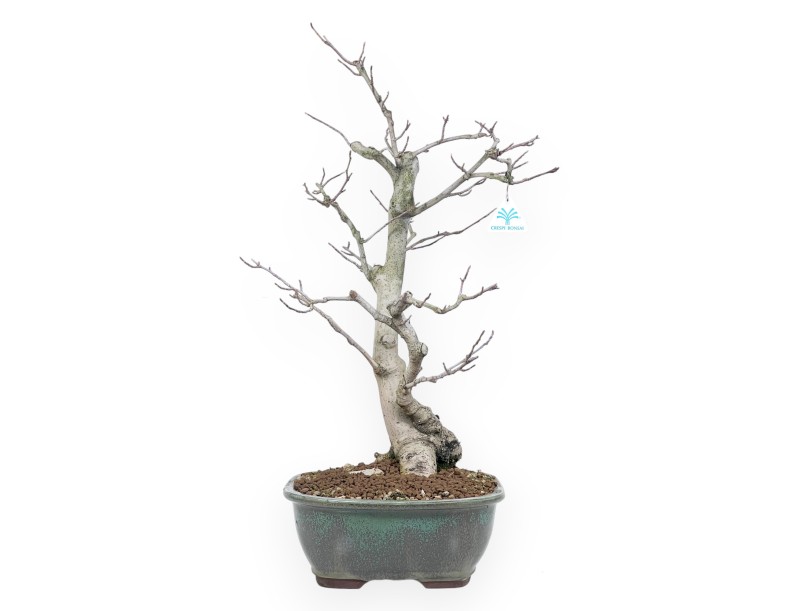Magnolia Bonsai von 65 cm | Rechteckig grün Topf