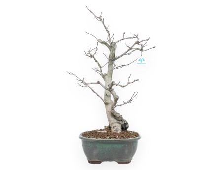 Magnolia Bonsai von 65 cm | Rechteckig grün Topf