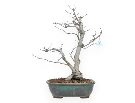 Magnolia Bonsai von 65 cm | Rechteckig grün Topf
