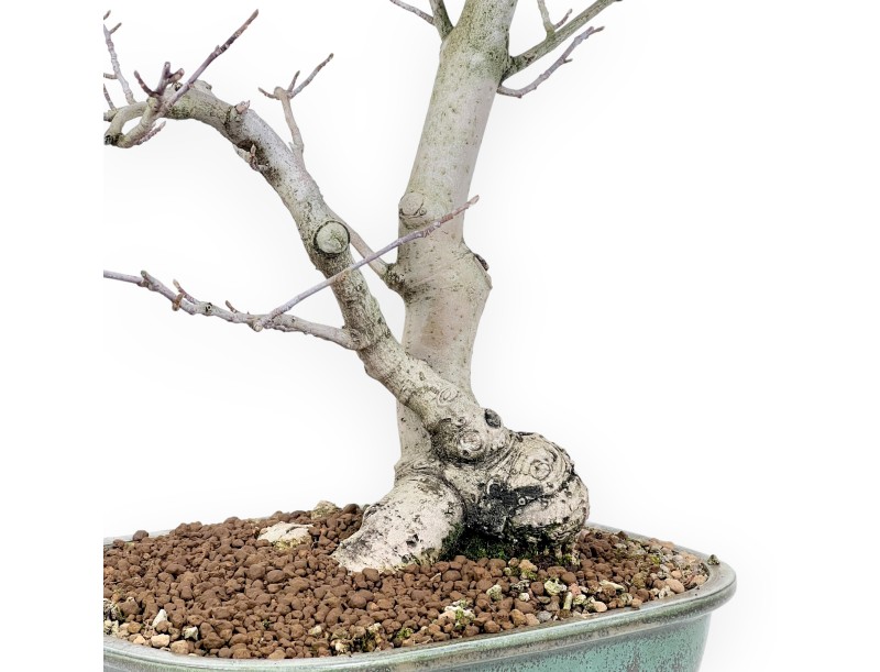 Magnolia Bonsai von 65 cm | Rechteckig grün Topf