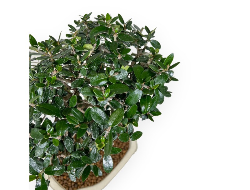 Olea bonsai 40 cm | Beige cloud pot