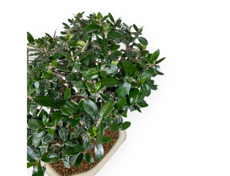 Olea Bonsai van 40 cm | Beige wolk pot