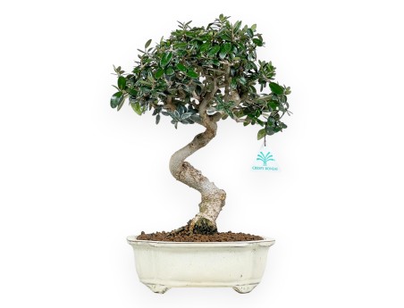 Olea bonsai de 40 cm | Maceta nube beige