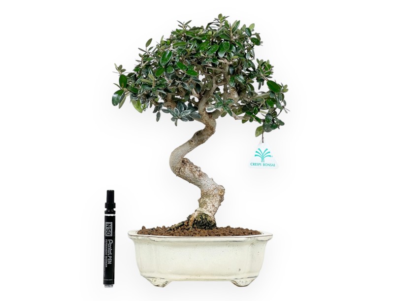 Olea Bonsai van 40 cm | Beige wolk pot
