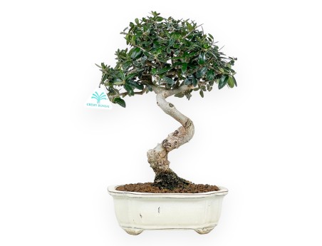 Olea Bonsai von 40 cm | Beige Wolke Topf