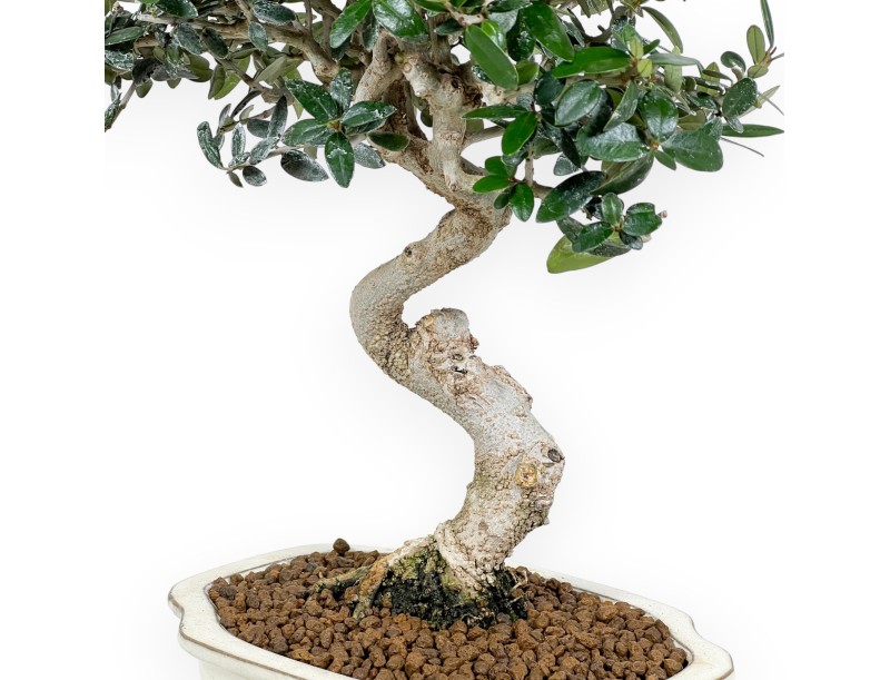 Olea bonsai de 40 cm | Maceta nube beige