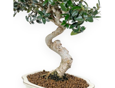 Olea bonsai 40 cm | Beige cloud pot