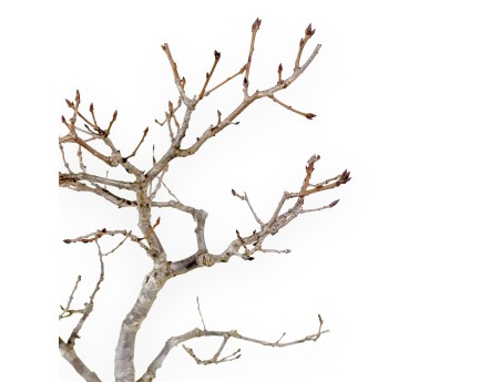 Quercus Serrata - Eik - 48 cm