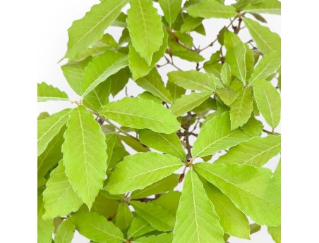 Quercus Serrata - Roble - 48 cm