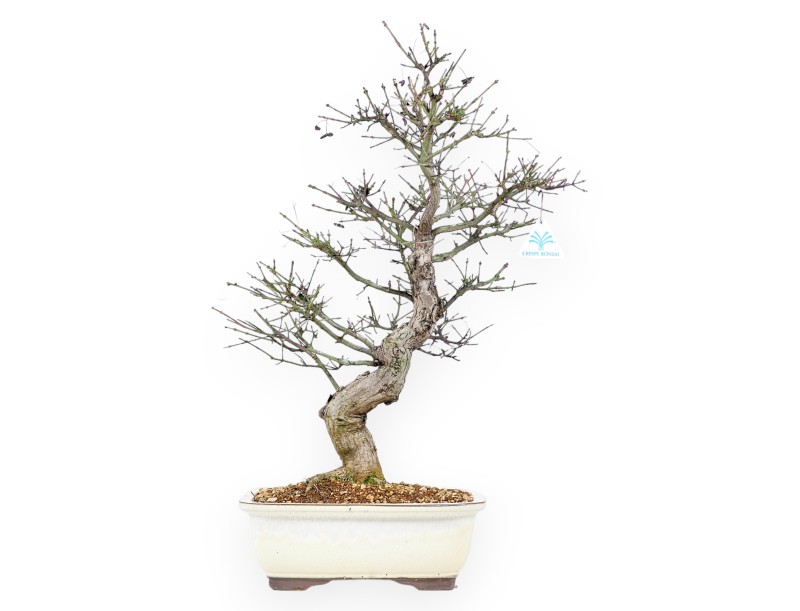 Evonimus Sielbodianus - Evonimo - 60 cm