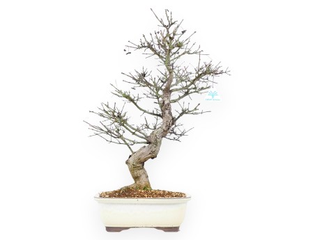 Evonimus Sielbodianus - Evonimo - 60 cm