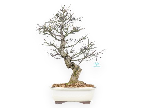 Evonimus Sielbodianus - Evonimo - 60 cm