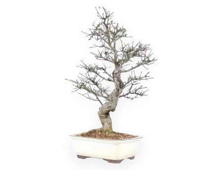 Evonimus Sielbodianus - Evonimo - 60 cm