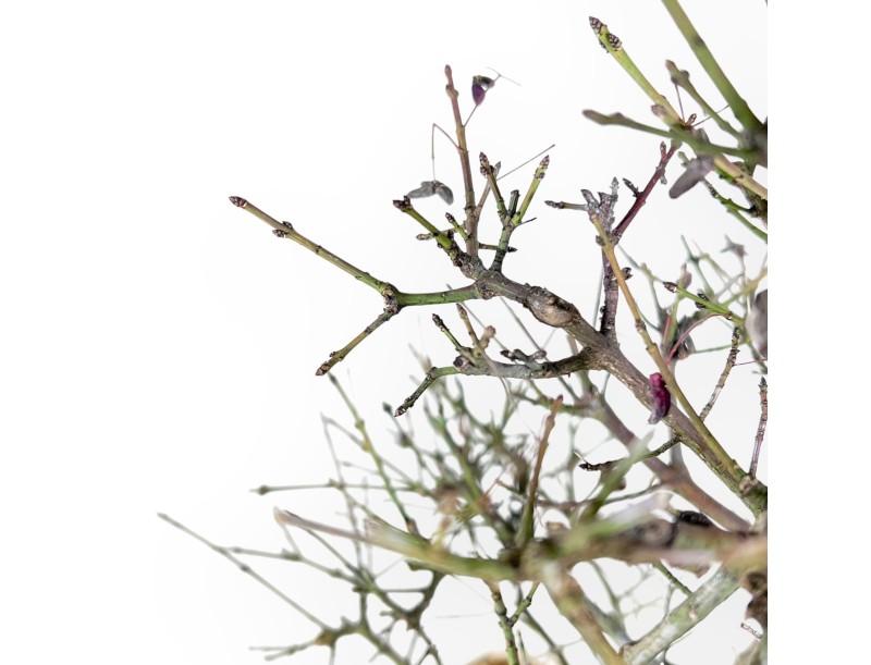 Evonimus Sielbodianus - Evonimo - 60 cm