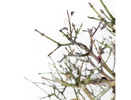 Evonimus Sielbodianus - Evonimo - 60 cm