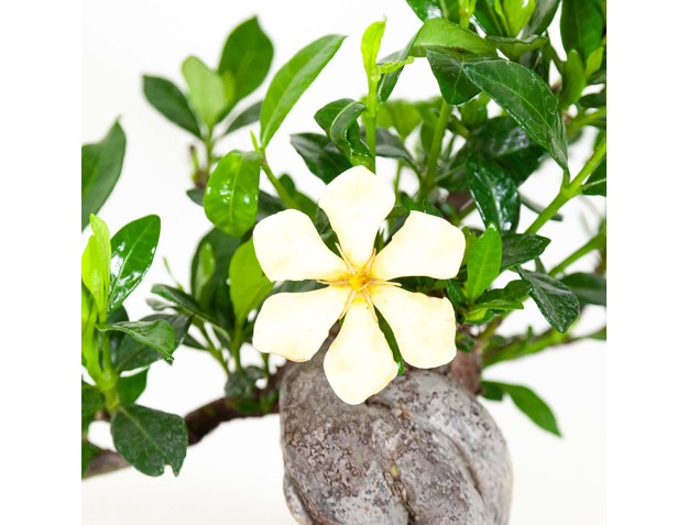 Gardenia Jasminoides - 32 cm 2