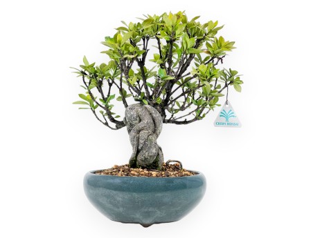 Gardenia Jasminoides - 32 cm