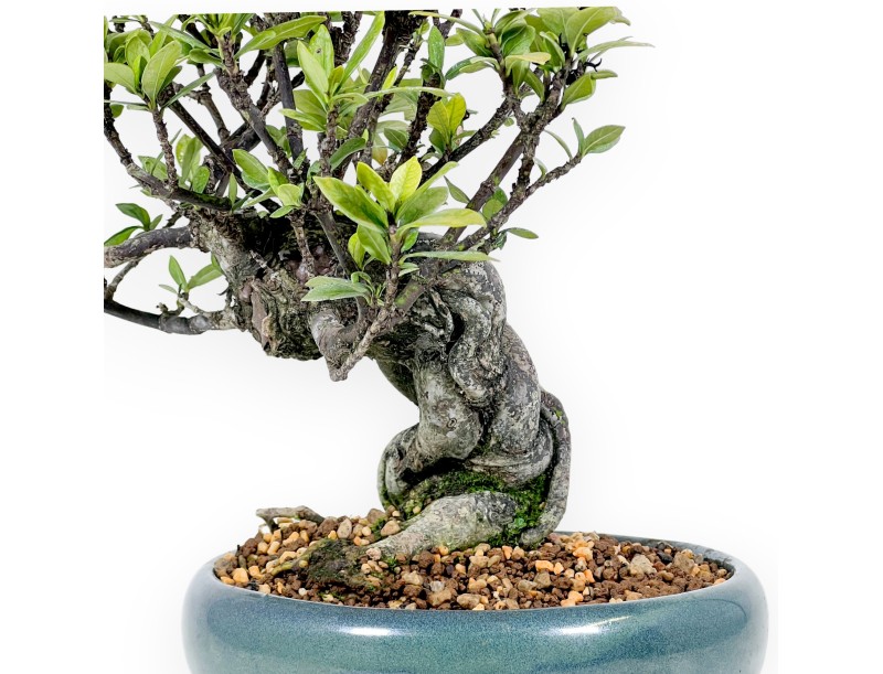 Gardenia Jasminoides - 32 cm