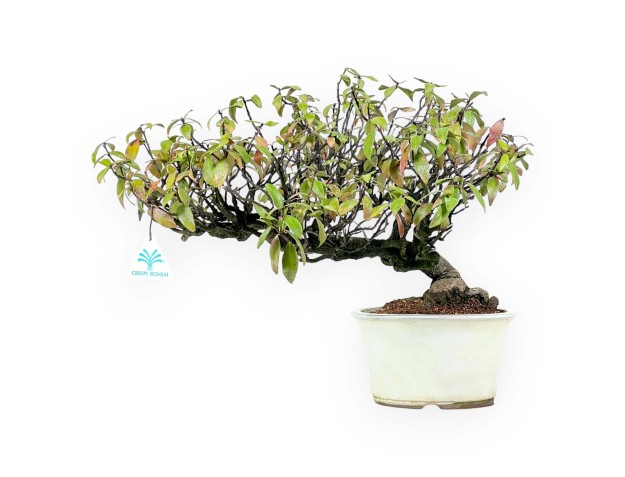 Trachelospermum asiaticum - 36 cm