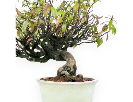 Trachelospermum asiaticum - 36 cm