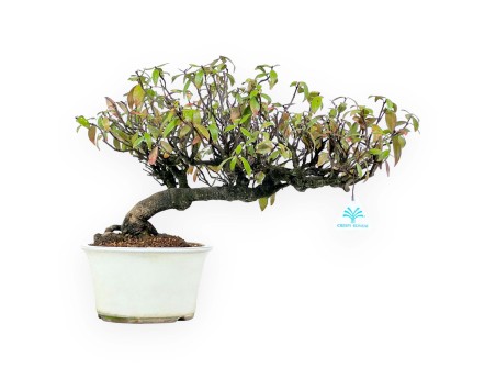 Trachelospermum asiaticum - 36 cm