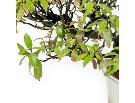 Trachelospermum asiaticum - 36 cm