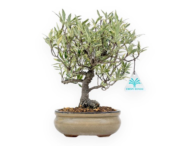 Gardenia Jasminoides variegata - Gardenie - 28 cm