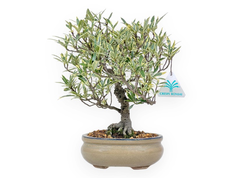 Gardenia Jasminoides variegata - Gardenia - 28 cm