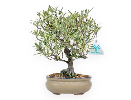 Gardenia Jasminoides variegata - Gardenia - 28 cm