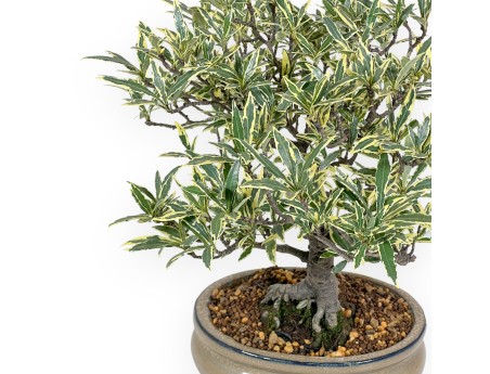 Gardenia Jasminoides variegata - Gardenie - 28 cm