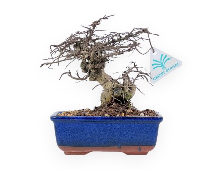 Lagerstroemia Indica - Arrayán - 20 cm