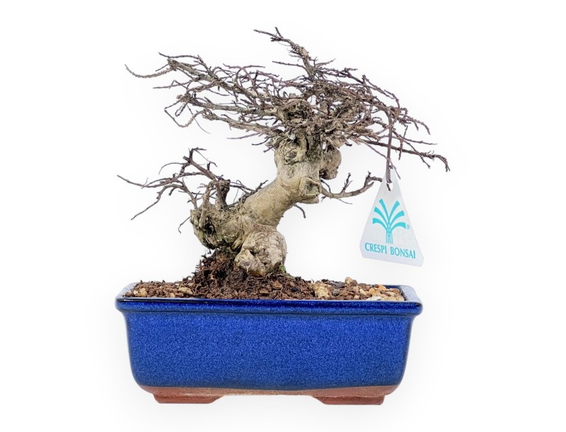 Lagerstroemia Indica - Kreppmyrte - 20 cm