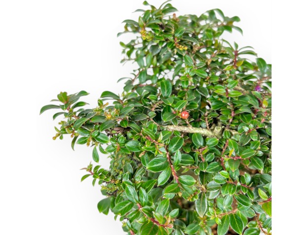 Lagerstroemia Indica - Kreppmyrte - 20 cm 2