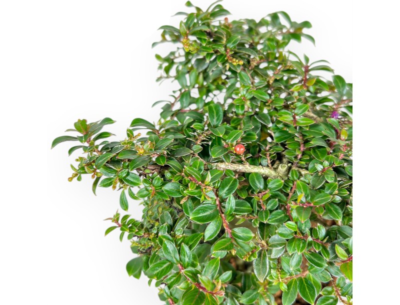 Lagerstroemia Indica - Myrte de Crape - 20 cm