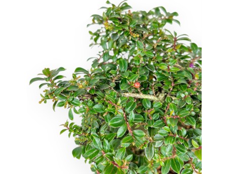 Lagerstroemia Indica - Arrayán - 20 cm