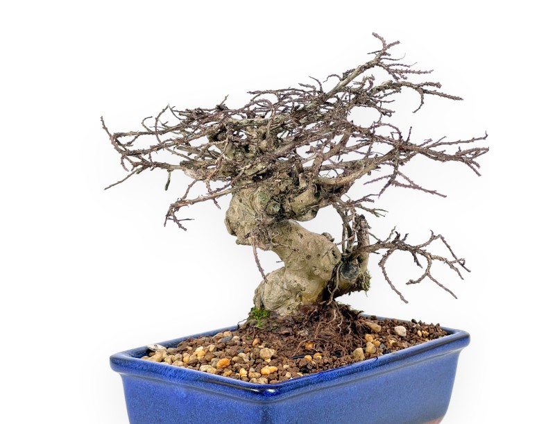 Lagerstroemia Indica - Myrte de Crape - 20 cm