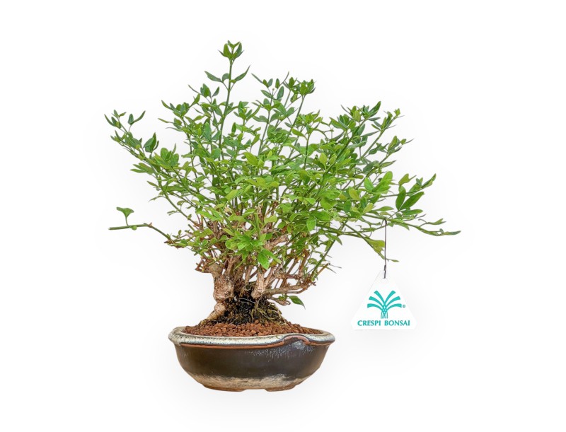 Jasminum Nudiflorum - Winter Jasmine - 26 cm