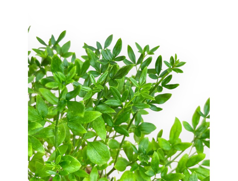 Jasminum Nudiflorum - Winterjasmin - 26 cm