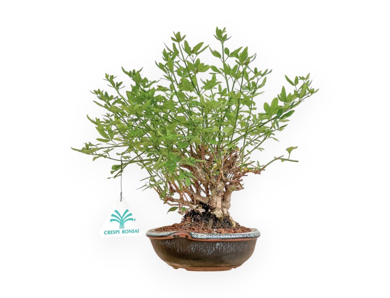 Jasminum Nudiflorum - Gelsomino d'inverno - 26 cm