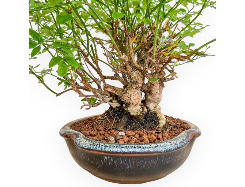 Jasminum Nudiflorum - Jasmin d'hiver - 26 cm