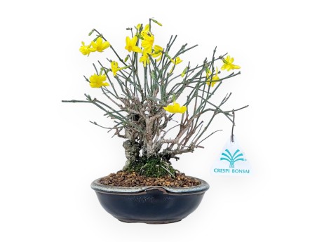 Jasminum Nudiflorum - Gelsomino d'inverno - 26 cm