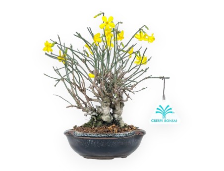 Jasminum Nudiflorum - Jasmin d'hiver - 26 cm