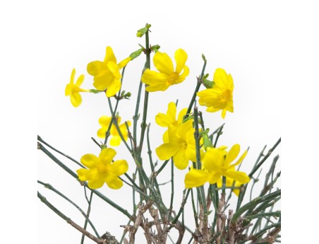 Jasminum Nudiflorum - Winterjasmijn - 26 cm