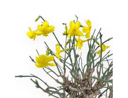 Jasminum Nudiflorum - Winter Jasmine - 26 cm