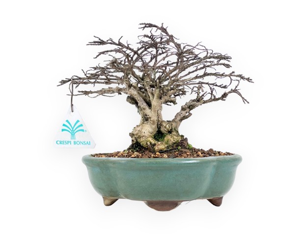 Lagerstroemia Indica - Mirto Crespo - 21 cm