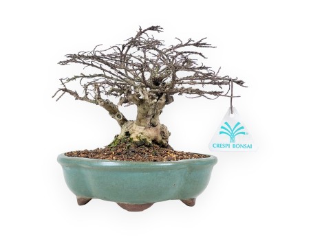 Lagerstroemia Indica - Kroesmirte - 21 cm