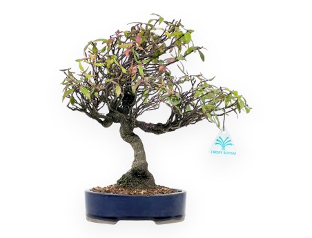 Trachelospermum asiaticum - 34 cm