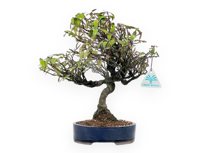 Trachelospermum asiaticum - 34 cm