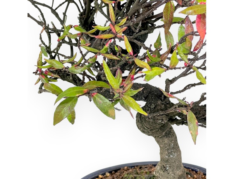 Trachelospermum asiaticum - 34 cm